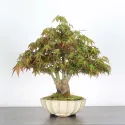 ÉRABLE DU JAPON "ACER PALMATUM SHOHIN" 4-13