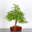 ERABLE DU JAPON "ACER PALMATUM" 1-1