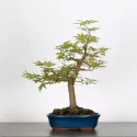 ERABLE DU JAPON "ACER PALMATUM" 1-2