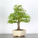 ERABLE DU JAPON "ACER PALMATUM" 1-3