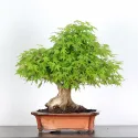 ERABLE DU JAPON "ACER PALMATUM" 1-4