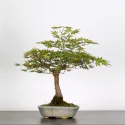 ERABLE DU JAPON "ACER PALMATUM" 1-5