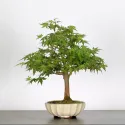 ERABLE DU JAPON "ACER PALMATUM" 1-7