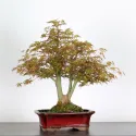 ERABLE DU JAPON "ACER PALMATUM" 1-8
