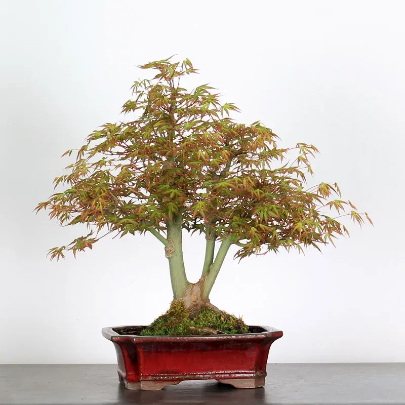 Bonsai Acer Palmatum AP-1-8