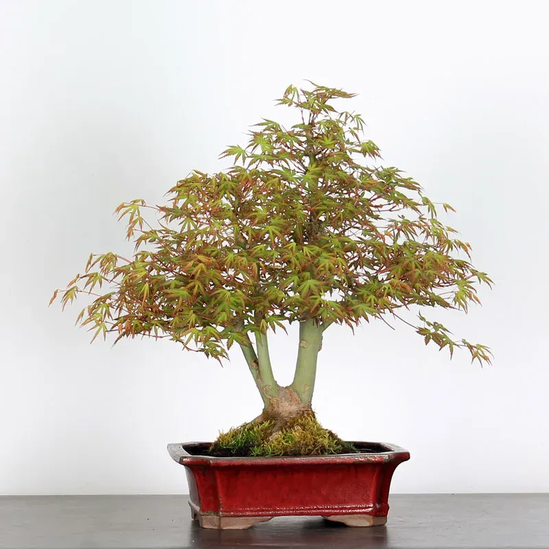 image supplémentaire - ACER PALMATUM AP-1-8