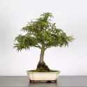 ERABLE DU JAPON "ACER PALMATUM" 1-9