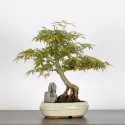 ERABLE DU JAPON "ACER PALMATUM" 1-10