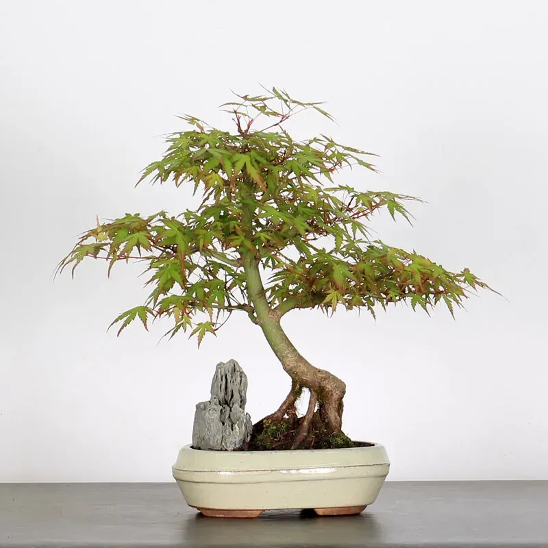 Bonsai Acer Palmatum AP-1-10