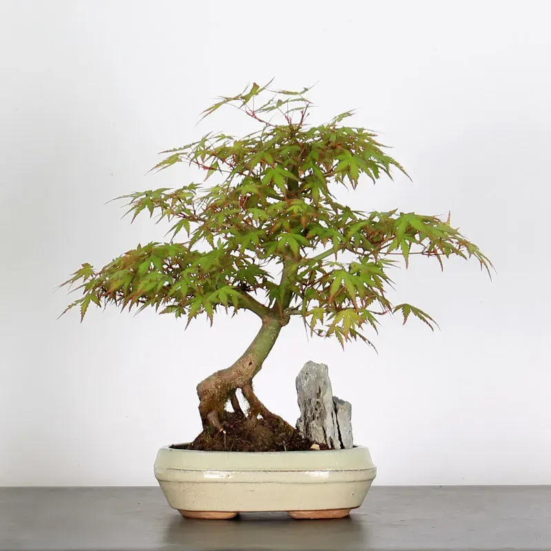 image supplémentaire - ERABLE DU JAPON "ACER...