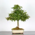 ERABLE DU JAPON "ACER PALMATUM" 1-11