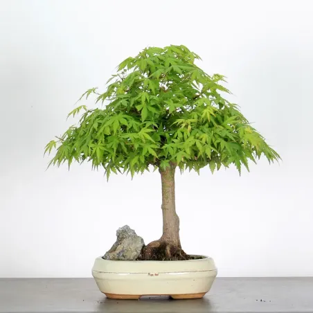 ACER PALMATUM AP 1-12