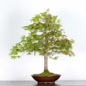 ERABLE DU JAPON "ACER PALMATUM" 1-13
