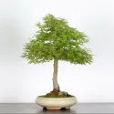 ERABLE DU JAPON "ACER PALMATUM" 1-14