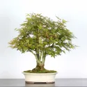 ERABLE DU JAPON "ACER PALMATUM" 1-16