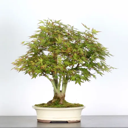 Bonsai Acer Palmatum AP-1-16
