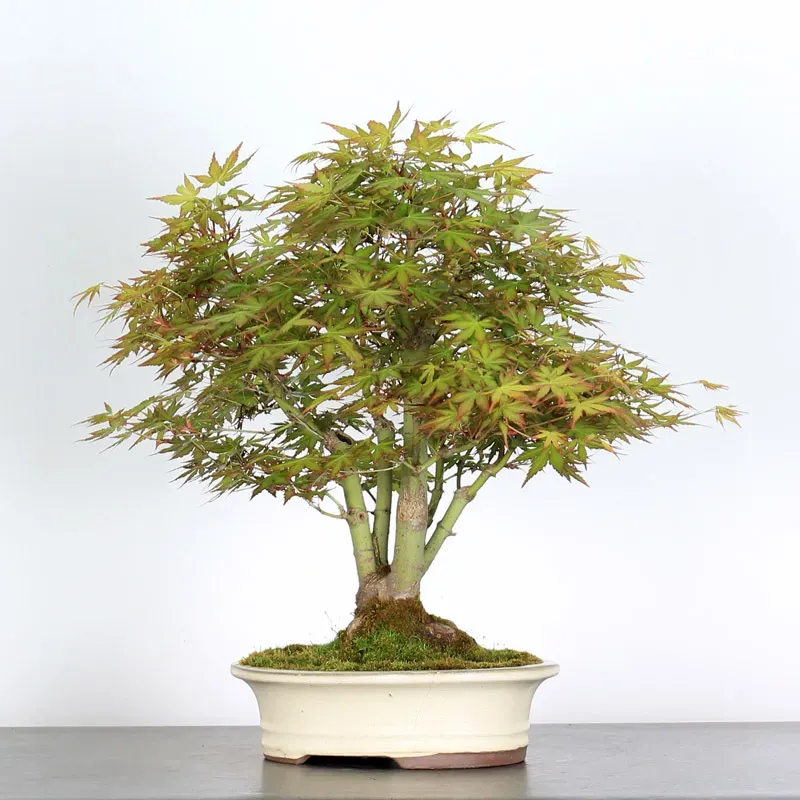 image supplémentaire - ERABLE DU JAPON "ACER...