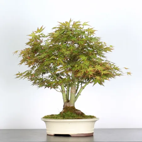 image supplémentaire - ERABLE DU JAPON "ACER...