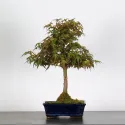 ERABLE DU JAPON "ACER PALMATUM" 1-20