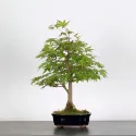 ERABLE DU JAPON "ACER PALMATUM" 1-21