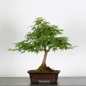 ERABLE DU JAPON "ACER PALMATUM" 1-22