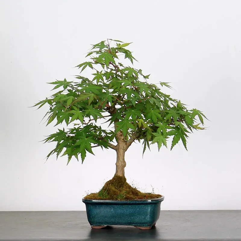 image supplémentaire - ERABLE DU JAPON "ACER...