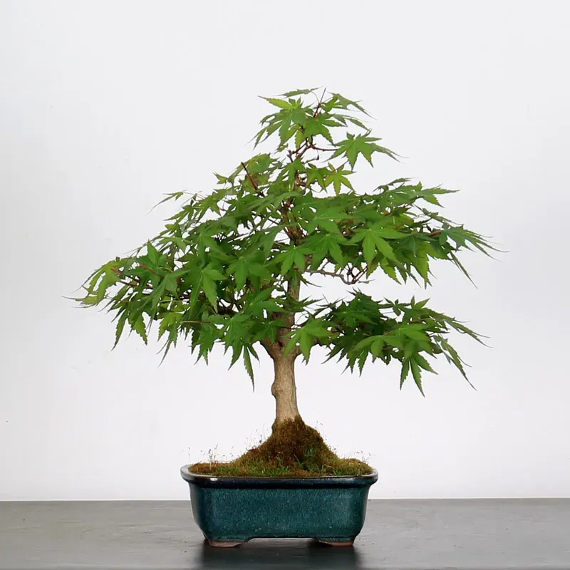 ERABLE DU JAPON "ACER PALMATUM" 1-24