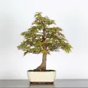 ERABLE DU JAPON "ACER PALMATUM" 2-2
