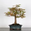 ERABLE DU JAPON ACER PALMATUM AP 2-3