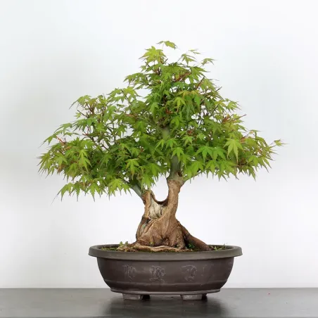Bonsai Acer Palmatum AP-2-4