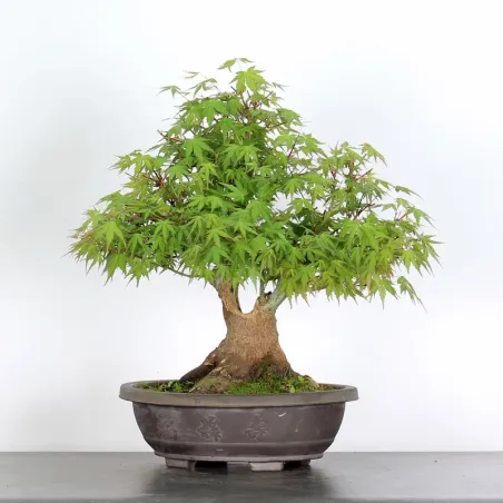 image supplémentaire - ERABLE DU JAPON "ACER...