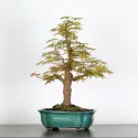 ERABLE DU JAPON "ACER PALMATUM" 2-11