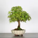 ERABLE DU JAPON "ACER PALMATUM" 2-12