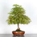 ERABLE DU JAPON "ACER PALMATUM" 2-19