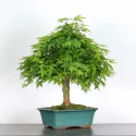 ERABLE DU JAPON "ACER PALMATUM" 2-20