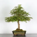 ERABLE DU JAPON "ACER PALMATUM" 2-14