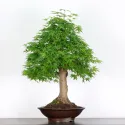 ERABLE DU JAPON "ACER PALMATUM" 3-1