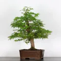 ERABLE DU JAPON "ACER PALMATUM" 3-2