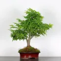 ERABLE DU JAPON "ACER PALMATUM" AP-3-3