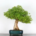 ERABLE DU JAPON "ACER PALMATUM" n°3-4