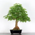 ERABLE DU JAPON "ACER PALMATUM" 3-9