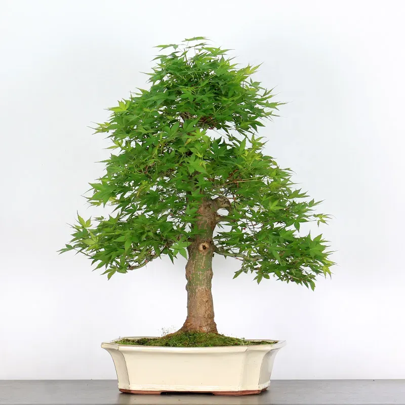 ERABLE DU JAPON "ACER PALMATUM" 3-10