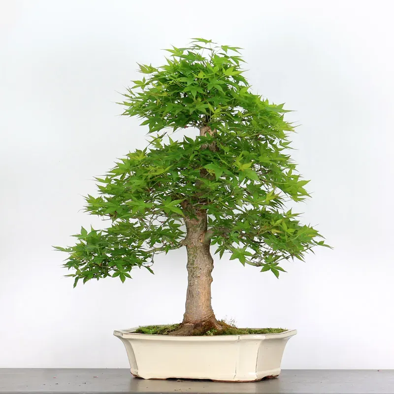 image supplémentaire - ERABLE DU JAPON "ACER...