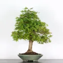 ERABLE DU JAPON "ACER PALMATUM" n°4-3