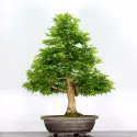ACER PALMATUM AP-4-1