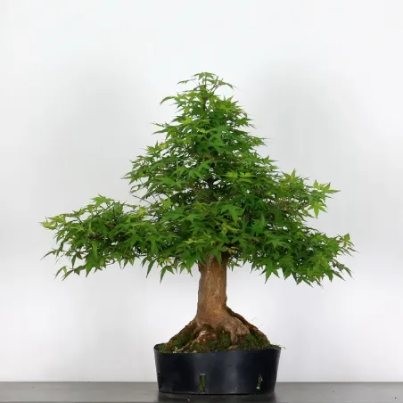Bonsai Acer Palmatum AP-4-4