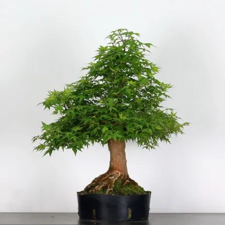 image supplémentaire - ERABLE DU JAPON "ACER...