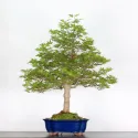 ACER PALMATUM AP-4-5