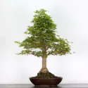 ERABLE DU JAPON "ACER PALMATUM" n°4-11