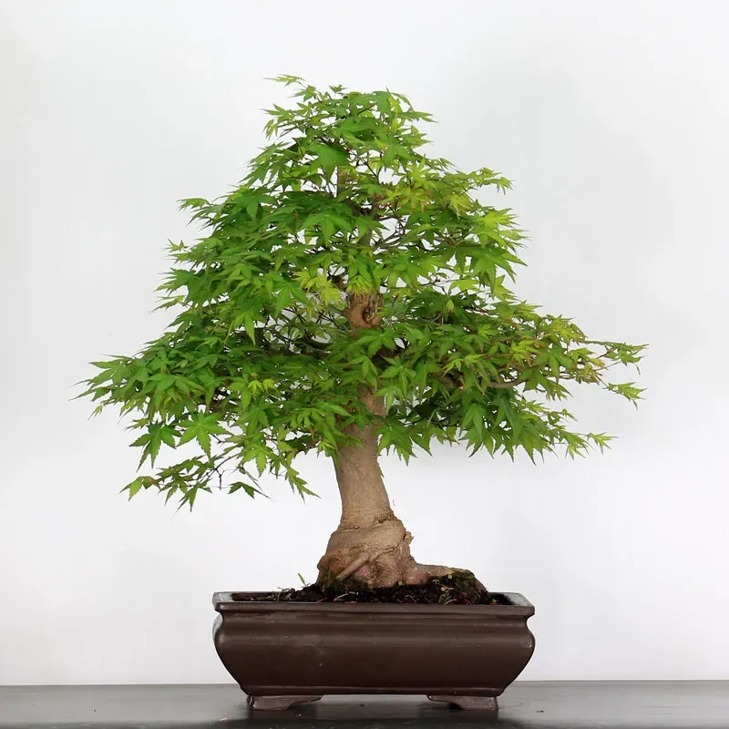 ERABLE DU JAPON "ACER PALMATUM" 5-9